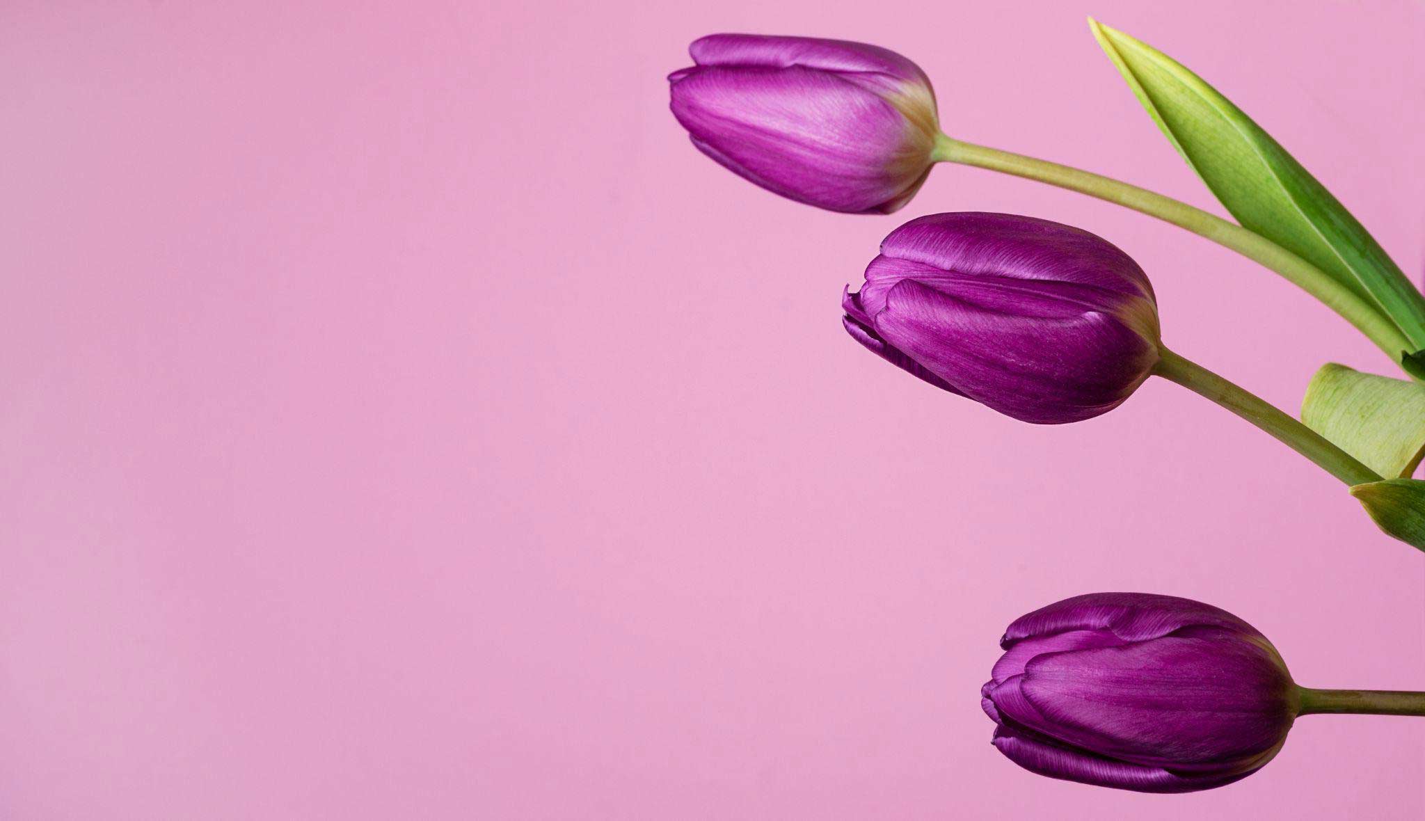 Purple-tulips
